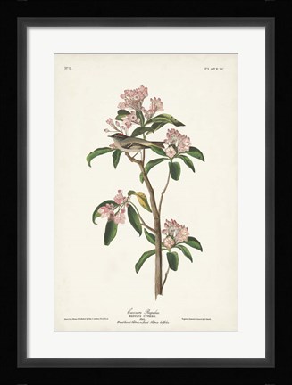 Framed Pl. 55 Cuvier's Regulus Print