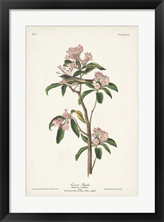 Framed Pl. 55 Cuvier's Regulus Print