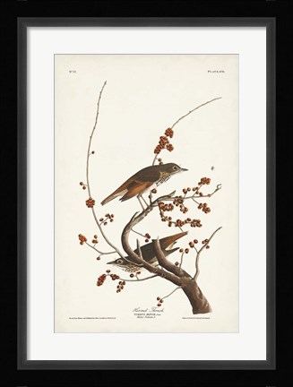 Framed Pl. 58 Hermit Thrush Print