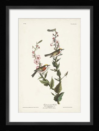 Framed Pl. 59 Chestnut-sided Warbler Print
