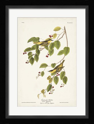 Framed Pl. 60 Carbonated Warbler Print