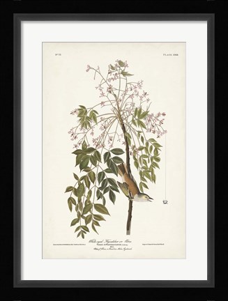 Framed Pl. 63 White-eyed Flycatcher Print