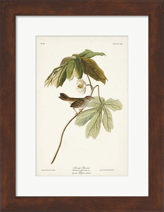 Framed Pl. 64 Swamp Sparrow Print
