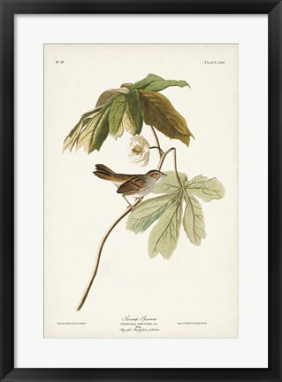 Framed Pl. 64 Swamp Sparrow Print
