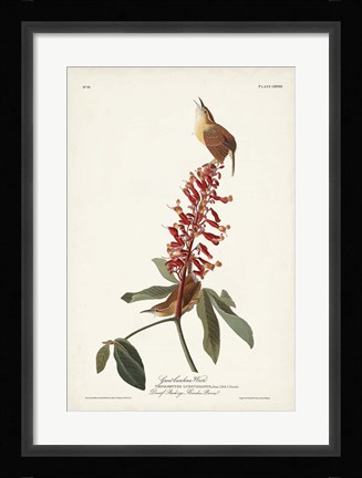 Framed Pl. 78 Great Carolina Wren Print