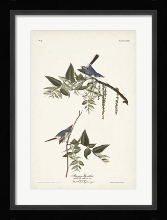 Framed Pl. 84 Bluegrey Flycatcher Print