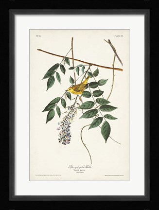 Framed Pl. 95 Blue-eyed Yellow Warbler Print
