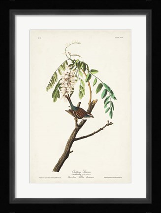 Framed Pl. 104 Chipping Sparrow Print