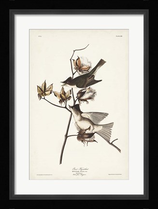 Framed Pl. 120 Pewit Flycatcher Print