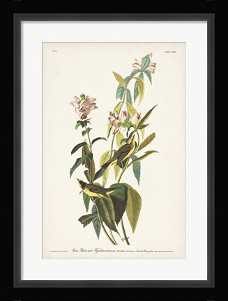 Framed Pl. 124 Green Black-capt Flycatcher Print