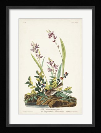 Framed Pl. 139 Field Sparrow Print
