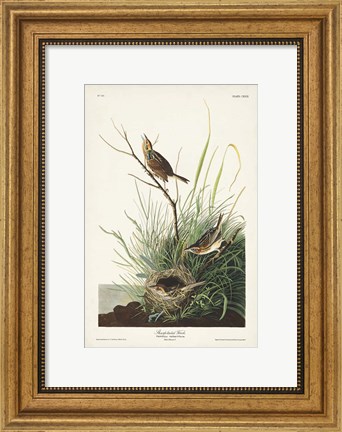 Framed Pl. 149 Sharp-tailed Finch Print