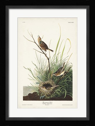Framed Pl. 149 Sharp-tailed Finch Print