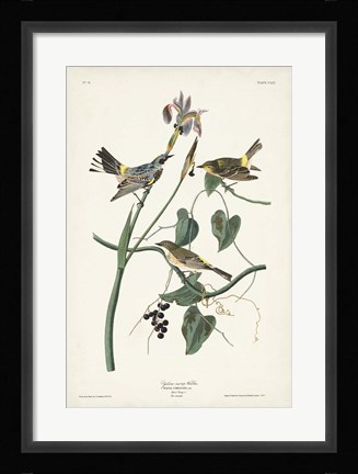 Framed Pl. 153 Yellow-rump Warbler Print