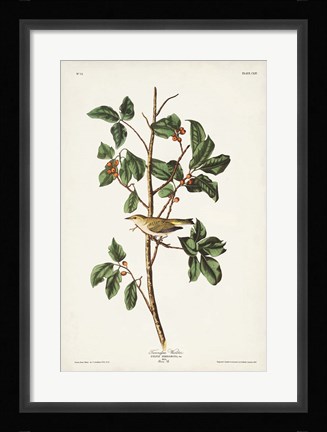 Framed Pl. 154 Tennessee Warbler Print