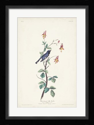 Framed Pl. 155 Black-throated Blue Warbler Print