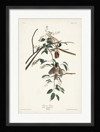 Framed Pl. 160 Carolina Titmouse Print