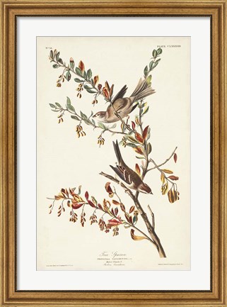 Framed Pl. 188 Tree Sparrow Print