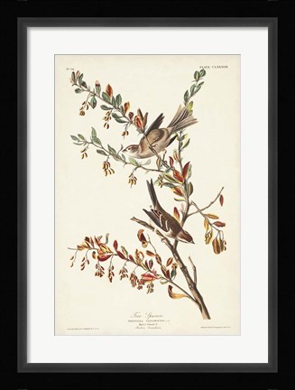 Framed Pl. 188 Tree Sparrow Print