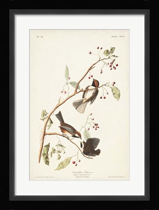 Framed Pl. 194 Canadian Titmouse Print