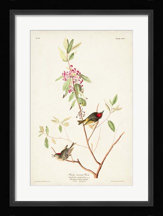 Framed Pl. 195 Ruby-crowned Wren Print