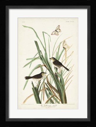 Framed Pl. 355 Mac Gillivray's Finch Print