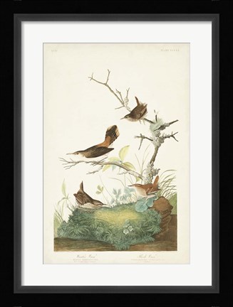 Framed Pl. 360 Winter Wren Print