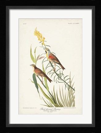 Framed Pl. 384 Black-throated Bunting Print