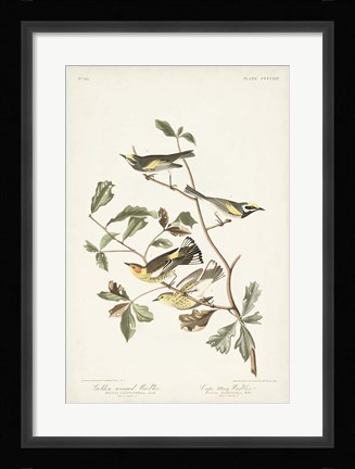 Framed Pl. 414 Golden-winged Warbler Print