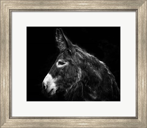 Framed Donkey Portrait I Print