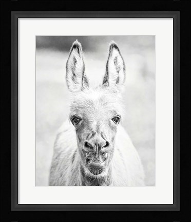 Framed Donkey Portrait IV Print