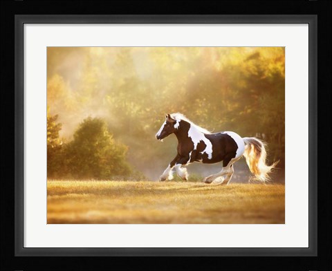 Framed Golden Lit Horse II Print