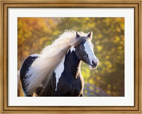 Framed Golden Lit Horse III Print