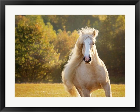 Framed Golden Lit Horse IV Print