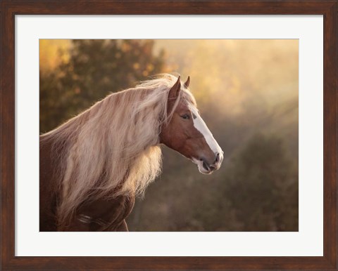 Framed Golden Lit Horse V Print