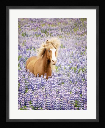 Framed Horse in Lavender I Print