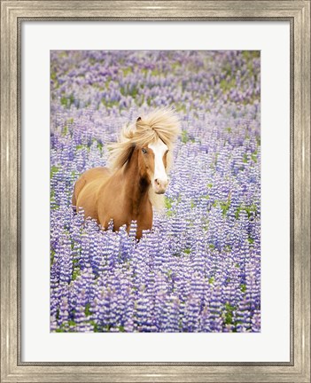 Framed Horse in Lavender I Print