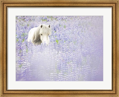 Framed Horse in Lavender II Print