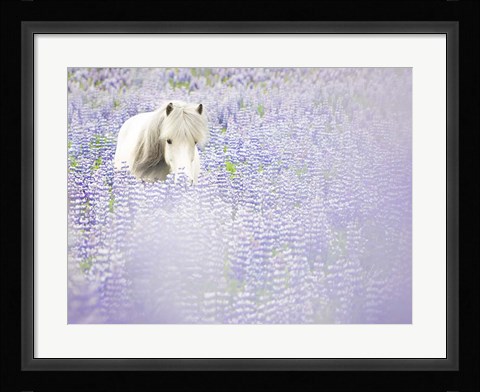 Framed Horse in Lavender II Print