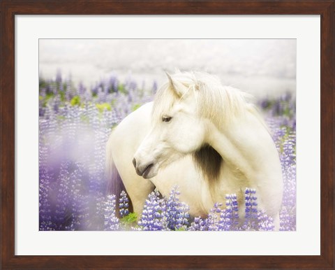 Framed Horse in Lavender III Print