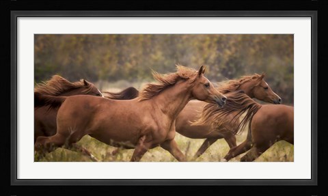 Framed Horse Run VI Print
