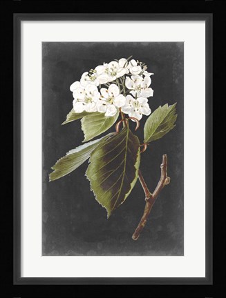 Framed Dramatic White Flowers I Print