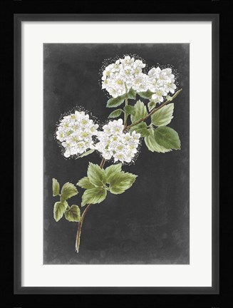 Framed Dramatic White Flowers II Print