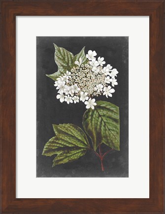 Framed Dramatic White Flowers III Print