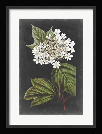 Framed Dramatic White Flowers III Print