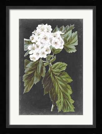 Framed Dramatic White Flowers IV Print
