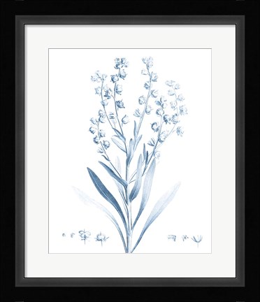 Framed Antique Botanical in Blue I Print