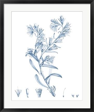 Framed Antique Botanical in Blue II Print