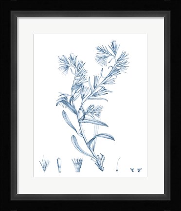 Framed Antique Botanical in Blue II Print