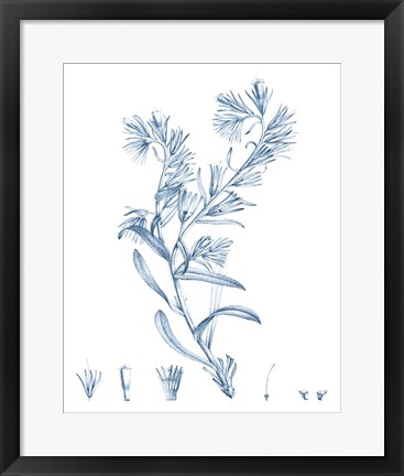 Framed Antique Botanical in Blue II Print